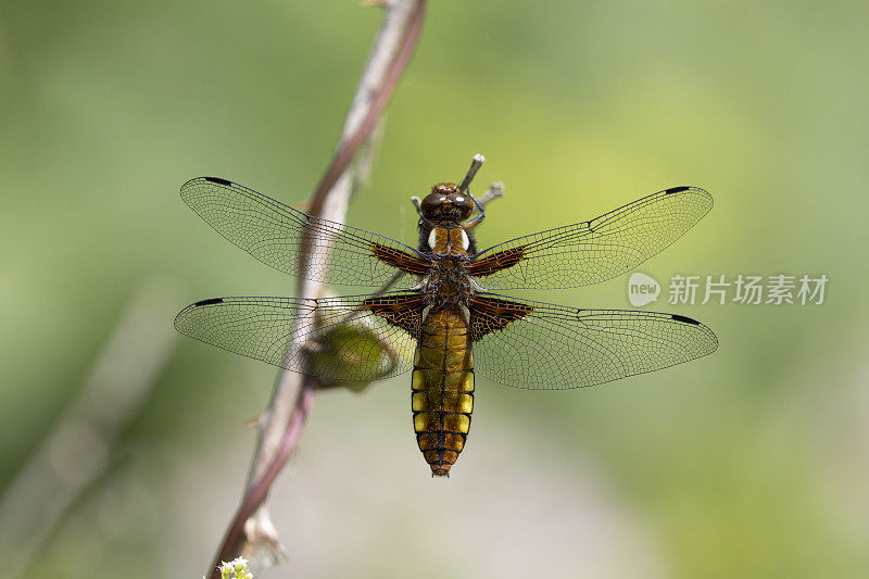 Broad-bodied猎人蜻蜓。Libellula depressa